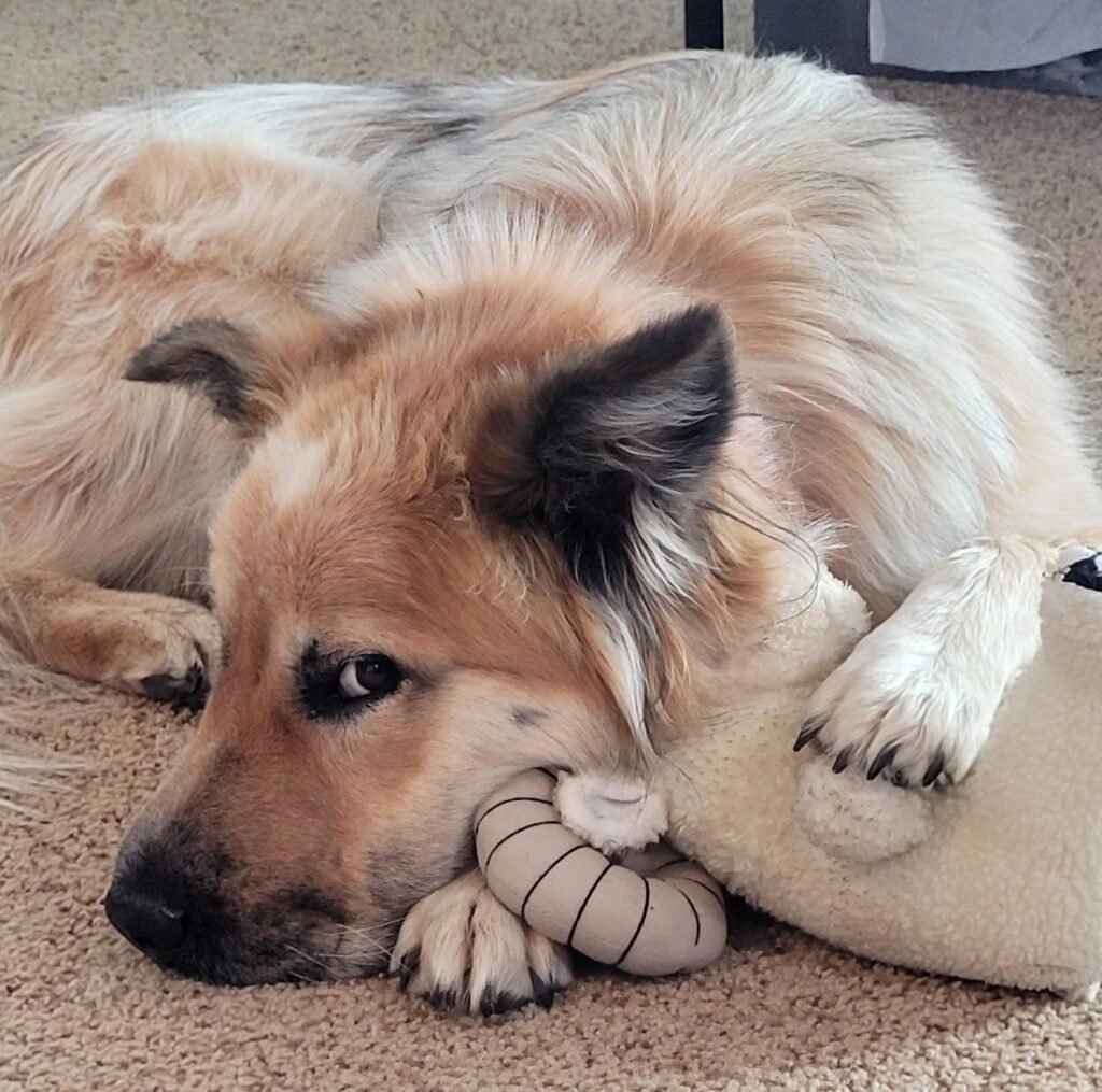 Registered Therapy Dog Poppy lying next to a stuffed Teddy bear.