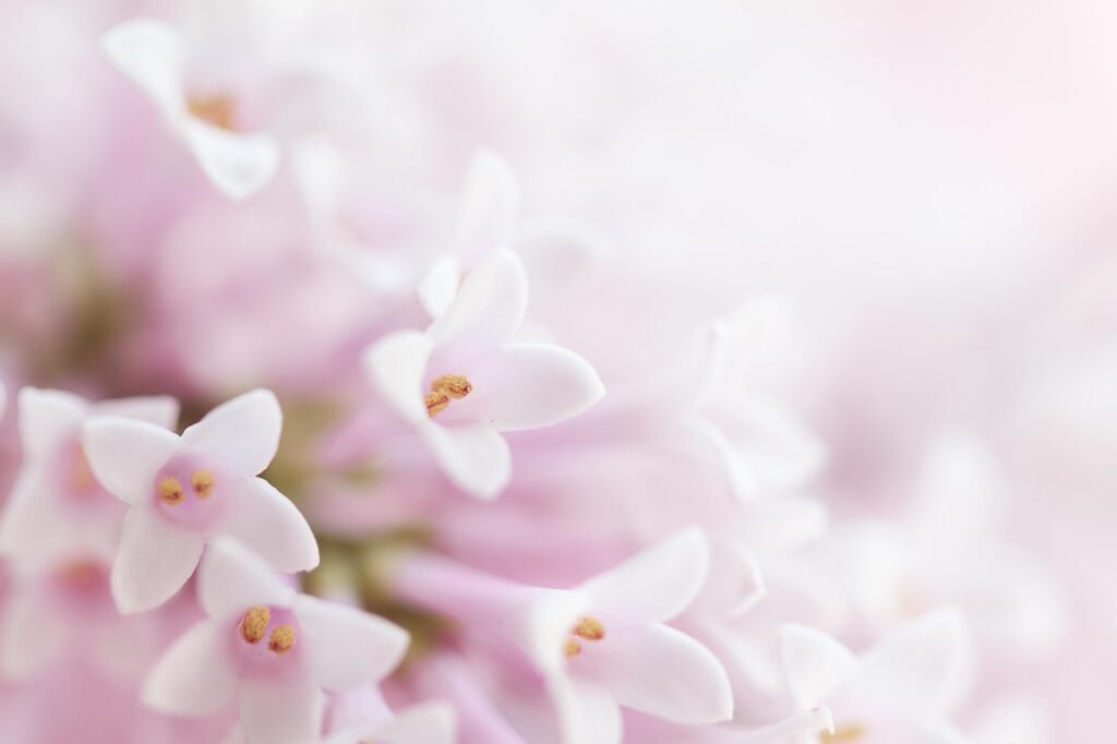close-up image of white lilac flowers