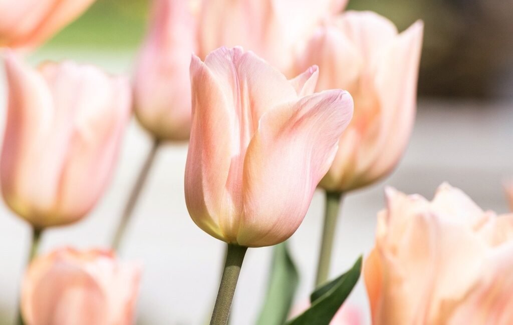 peach and pink tulips.
